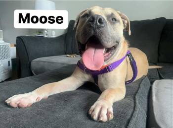 Rescue American Bully Dogs for Adoption in Elburn, Illinois - Moose | PetCurious