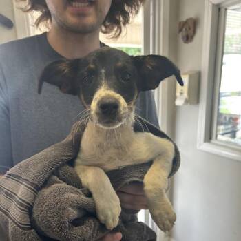 Duchess -  Australian Cattle Dog Blue Heeler and Mixed Breed Dog for Adoption in Starkville, Mississippi - Duchess | PetCurious