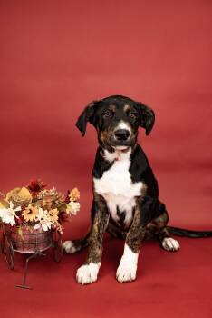 792-26 -  Australian Cattle Dog Blue Heeler Dog for Adoption in Brighton, Colorado - 792-26 | PetCurious
