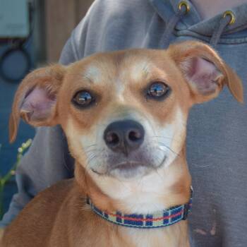 Wags -  Dachshund and Chihuahua Dog for Adoption in Huntley, Illinois - Wags | PetCurious