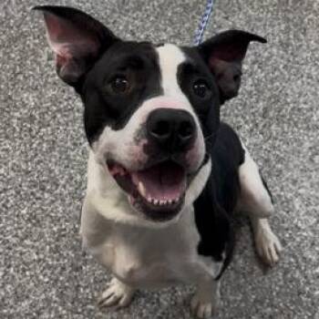 Kona -  Pit Bull Terrier Dog for Adoption in Bryan, Ohio - Kona | PetCurious