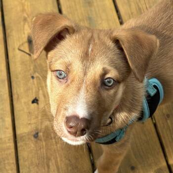Oro -  Shepherd and Husky Dog for Adoption in Oakville, Ontario - Oro | PetCurious