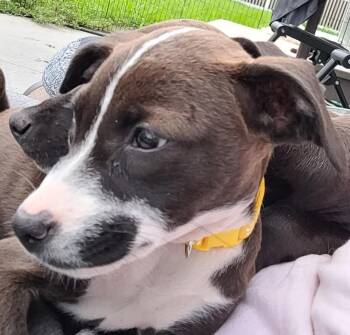 Lucetta -  Mixed Breed Dog for Adoption in Waunakee, Wisconsin - Lucetta | PetCurious