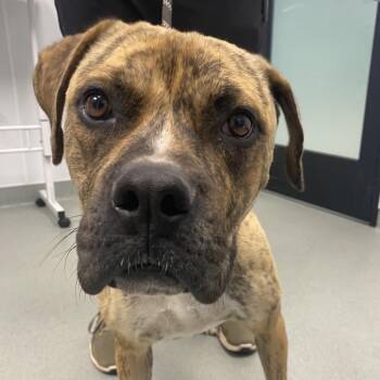 Boxer and Mixed Breed Dogs Available for Adoption in Abilene, Texas - Rosebud | PetCurious