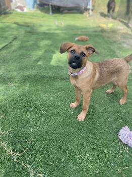 Trixie -  Shepherd Dog for Adoption in New Bedford, Massachusetts - Trixie | PetCurious