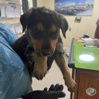 Clapton -  German Shepherd Dog and Rottweiler Dog for Adoption in Hawthorne, California - Clapton | PetCurious