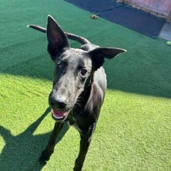 Rescue German Shepherd Dog Dogs for Adoption in Williston, Vermont - Biscuit | PetCurious