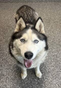 Turbo -  Siberian Husky and Mixed Breed Dog for Adoption in Westland, Michigan - Turbo | PetCurious