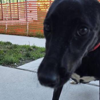 Eliza -  Labrador Retriever and Mixed Breed Dog for Adoption in Voorhees Township, New Jersey - Eliza | PetCurious