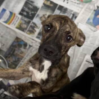 Chime -  Terrier and Mixed Breed Dog for Adoption in Marshall, Texas - Chime | PetCurious