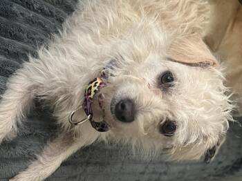 Cotton -  Maltese and Terrier Dog for Adoption in Severance, Colorado - Cotton | PetCurious