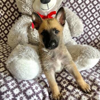 Peaches Corey -  German Shepherd Dog and Belgian Shepherd Malinois Dog for Adoption in Denver, Colorado - Peaches Corey | PetCurious
