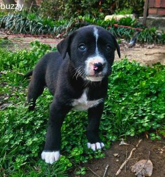 Mixed Breed Dogs Available for Adoption - Buzzy | PetCurious