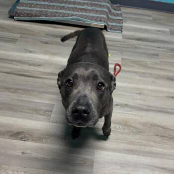 Terrier Dogs Available for Adoption in St. Louis, Missouri - Soiree | PetCurious