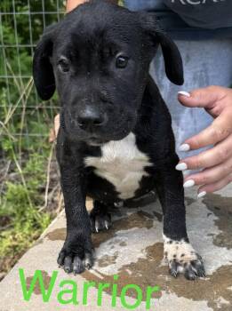 Shar Pei Dogs Available for Adoption in Chattanooga, Tennessee - Warrior | PetCurious