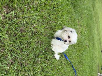 Mochi -  Maltese Dog for Adoption in Louise, Texas - Mochi | PetCurious