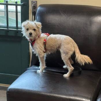 Isabella -  Terrier Dog for Adoption in Pasadena, California - Isabella | PetCurious
