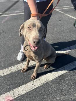 Labrador Retriever Dogs Available for Adoption - Whiskey | PetCurious