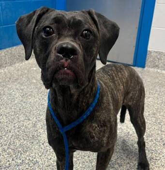 Pantera -  Cane Corso Dog for Adoption in Golden, Colorado - Pantera | PetCurious