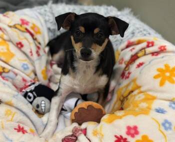 Rescue Chihuahua and Miniature Pinscher Dogs for Adoption in Santa Clara, California - DR. PICKLE, PH.D. | PetCurious