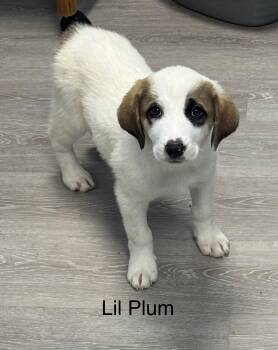 Coonhound and Great Pyrenees Dogs Available for Adoption in Ulster, Pennsylvania - Lil Plum | PetCurious