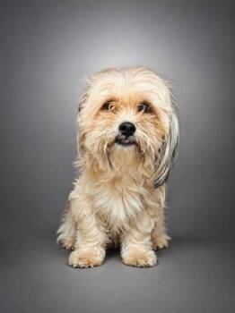Twinkle -  Havanese and Mixed Breed Dog for Adoption in Bowling Green, Kentucky - Twinkle | PetCurious