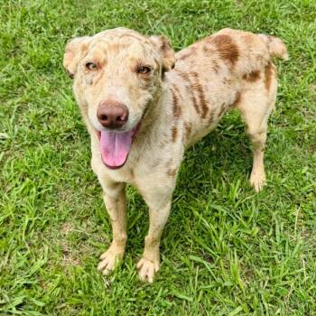 Titus -  Australian Shepherd and Mixed Breed Dog for Adoption in Brownsboro, Alabama - Titus | PetCurious