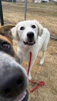 Timber -  Golden Retriever and Great Pyrenees Dog for Adoption in Morton Grove, Illinois - Timber | PetCurious