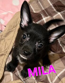 MILA -  Jack Russell Terrier and Chihuahua Dog for Adoption in Fosters, Alabama - MILA | PetCurious