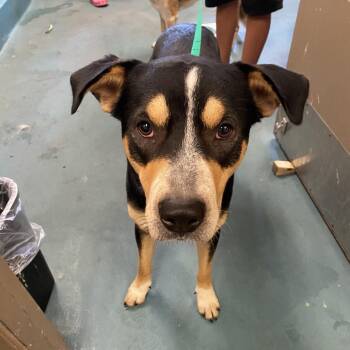 Rockie -  Mixed Breed Dog for Adoption in Memphis, Tennessee - Rockie | PetCurious