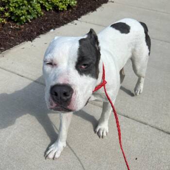 Carol -  Pit Bull Terrier Dog for Adoption in Greensboro, North Carolina - Carol | PetCurious