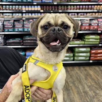Brisk -  Pug and Terrier Dog for Adoption in Oceanside, California - Brisk | PetCurious