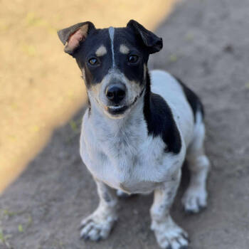 Rescue Rat Terrier Dogs for Adoption in Anahuac, Texas - Quintin- PW1456 | PetCurious