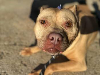 Rescue American Staffordshire Terrier Dogs for Adoption in Philadelphia, Tennessee - Zella | PetCurious