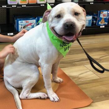 Rescue Pit Bull Terrier Dogs for Adoption in Reisterstown, Maryland - Jerome (Germany) | PetCurious