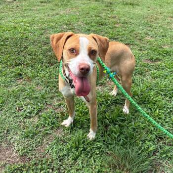 Eden -  Pit Bull Terrier Dog for Adoption in Roxboro, North Carolina - Eden | PetCurious