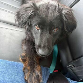Cadence -  Mixed Breed Dog for Adoption in Fredericksburg, Virginia - Cadence | PetCurious