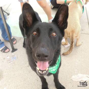 Berry -  Shepherd Dog for Adoption in Washington, District Of Columbia - Berry | PetCurious