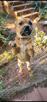 Rescue Mixed Breed Dogs for Adoption in Newborn, Georgia - SCOOBY | PetCurious