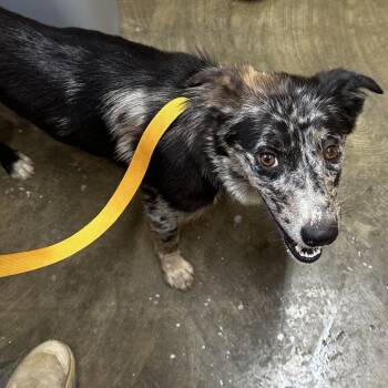 Jane Hathaway -  Mixed Breed and Australian Shepherd Dog for Adoption in Corinth, Mississippi - Jane Hathaway | PetCurious
