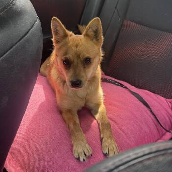 Shiba Inu and Chihuahua Dogs Available for Adoption in Corrales, New Mexico - Foxie | PetCurious