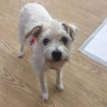 Jean 14125 -  Cairn Terrier Dog Available for Adoption in San Francisco, California - Jean 14125 | PetCurious