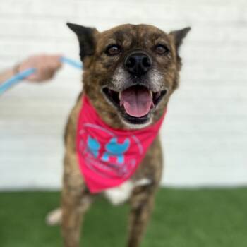 Rescue Shepherd and Mixed Breed Dogs for Adoption in Helena, Alabama - Meemaw | PetCurious