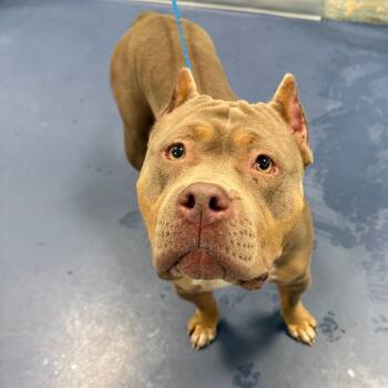 Rescue Mixed Breed Dogs for Adoption in Greensboro, North Carolina - WANDA | PetCurious