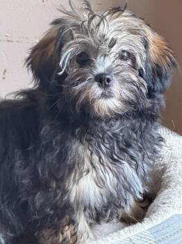 Mudpie Mojo -  Shih Tzu Dog for Adoption in Plymouth, Michigan - Mudpie Mojo | PetCurious