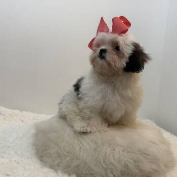 Smoochi -  Shih Poo Dog for Adoption in Wrightstown, New Jersey - Smoochi | PetCurious