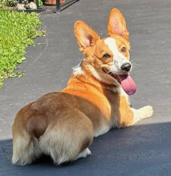 Rescue Sabrina -  Corgi Dog for Adoption in Batavia, New York - Rescue Sabrina | PetCurious