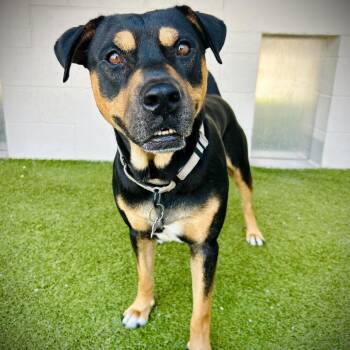 Chief -  Pit Bull Terrier and Mixed Breed Dog for Adoption in Englewood, Florida - Chief | PetCurious