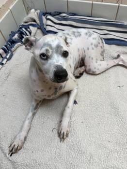 Lilly -  Dalmatian and Pit Bull Terrier Dog for Adoption in Upper Sandusky, Ohio - Lilly | PetCurious