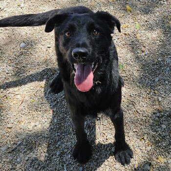 Rescue Border Collie and Standard Poodle Dogs for Adoption in Salt Lake City, Utah - Sanderson | PetCurious